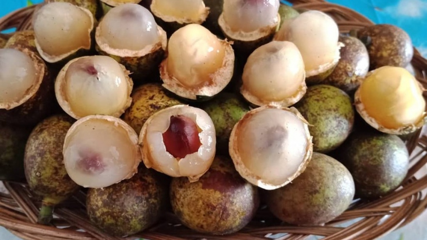 Người dân chi vài triệu đồng mua loại quả nhỏ như nhãn và có vị giống sầu riêng